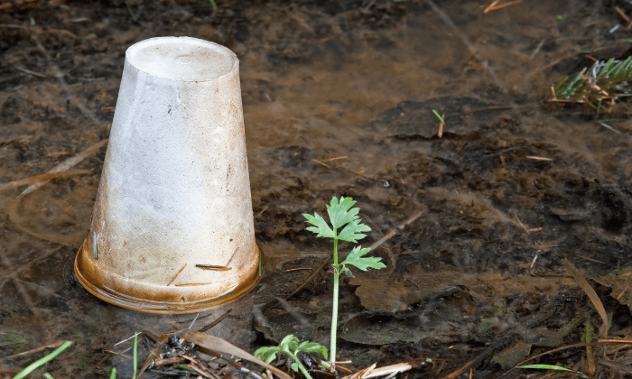 Single-Use Plastic Ban