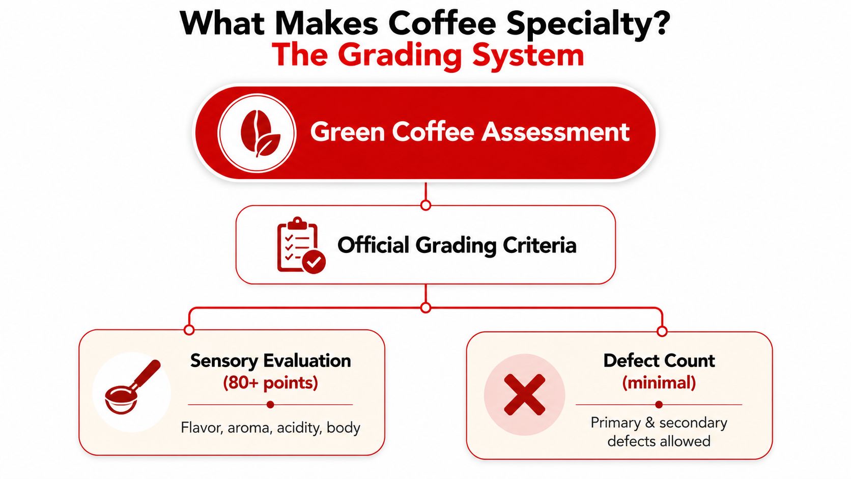 An infographic titled What Makes Coffee Specialty showing the green coffee assessment grading system criteria