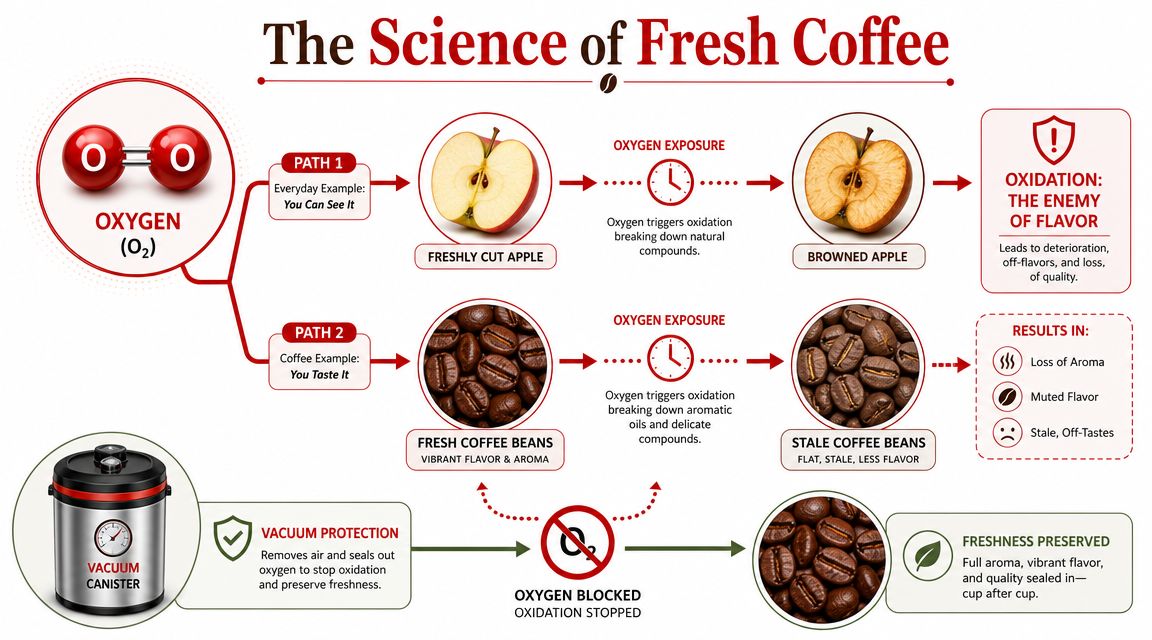 An infographic titled The Science of Fresh Coffee showing how oxygen oxidation affects apples and coffee beans.