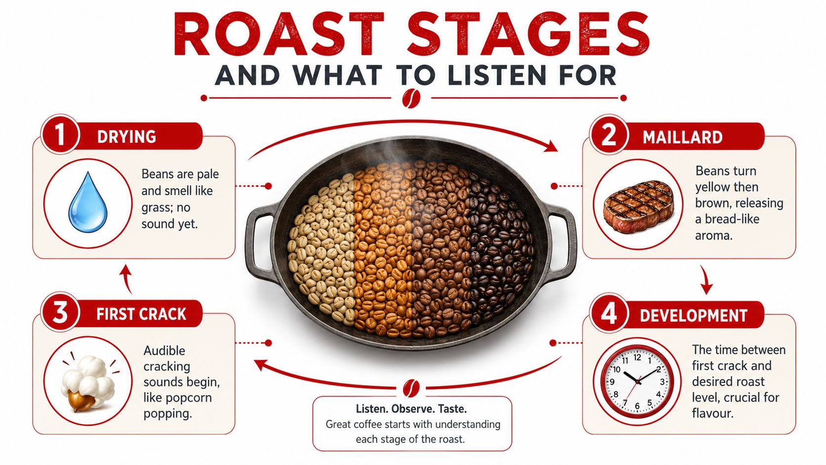 An infographic illustrating the four stages of coffee roasting: drying, maillard, development, and first crack.