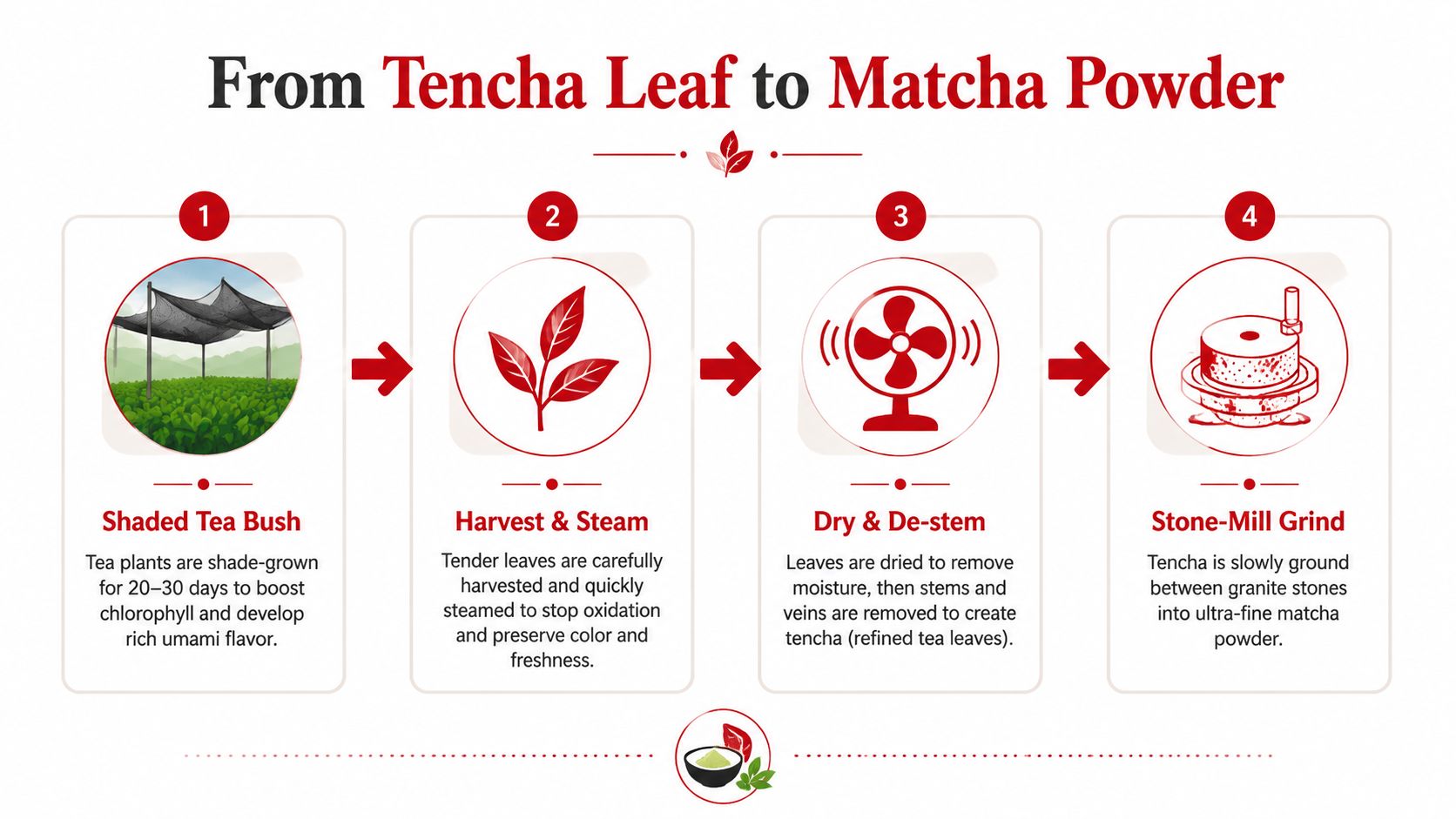 An infographic illustrating the four step process of transforming tencha leaves into fine matcha green tea powder.