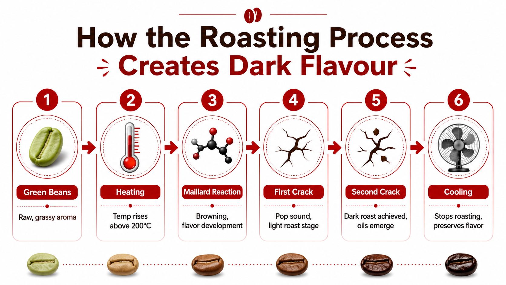 A six-step infographic detailing the coffee roasting process, from raw green beans to the final cooled dark roast.
