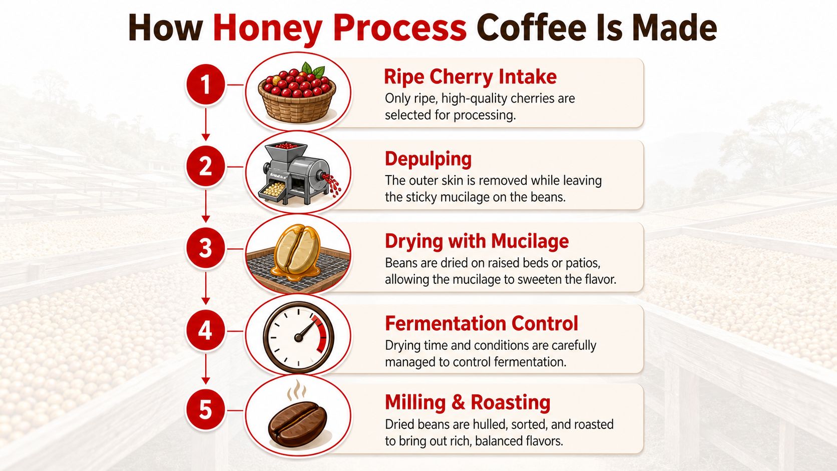 A five-step infographic explaining the honey process method for making coffee with illustrations for each stage.