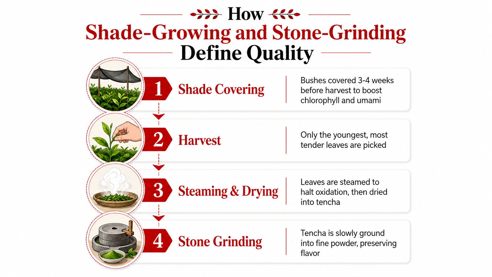 A four-step infographic illustrating the traditional production process of high-quality Japanese matcha tea, from shading to grinding.